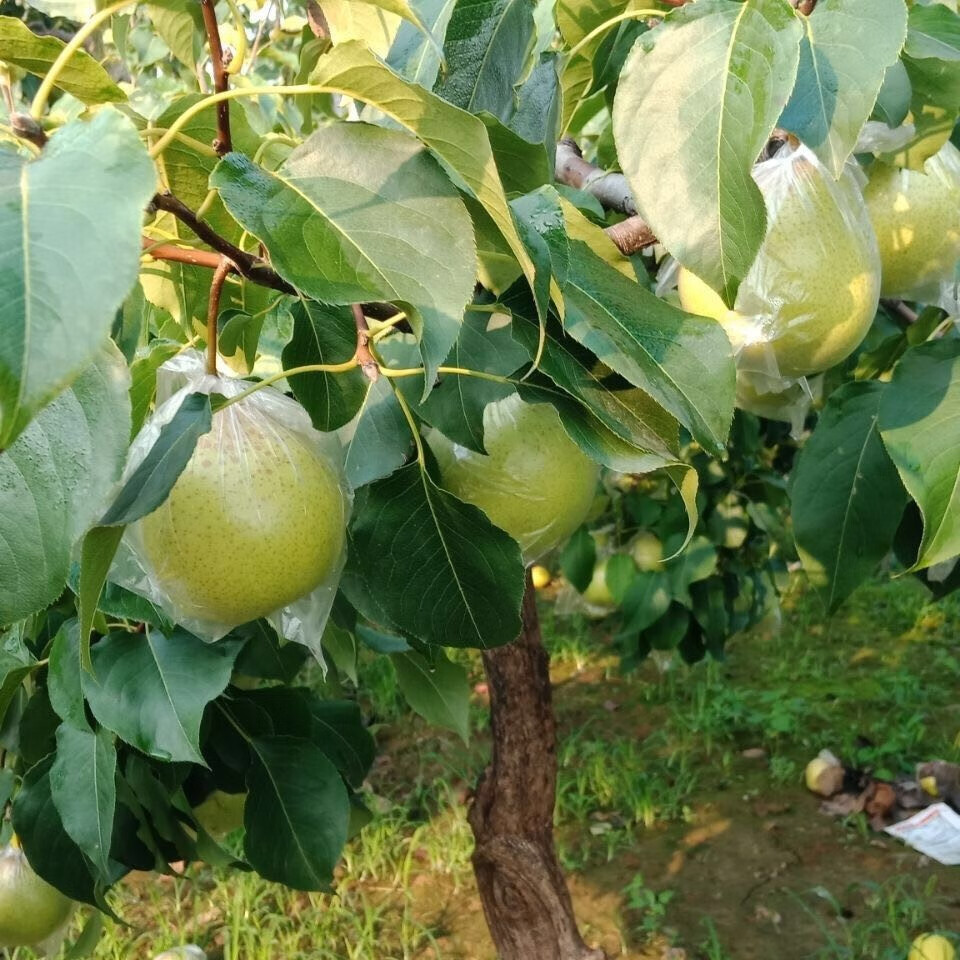 河北魏县正宗新鲜当季鸭梨水果雪梨砀山梨产地直销梨子多汁甜新梨中果