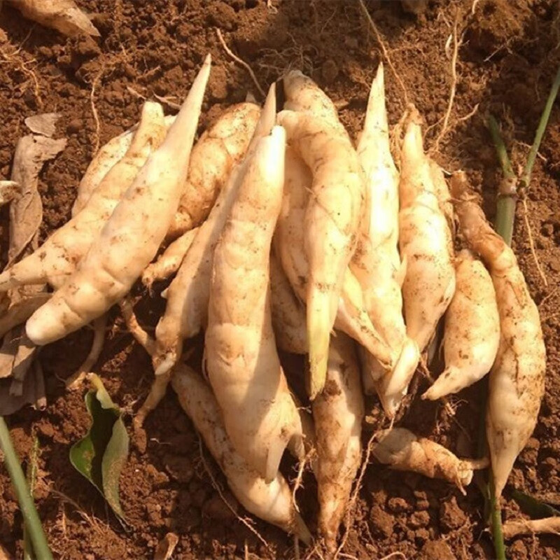 广东新鲜竹薯绵薯竹芋冬薯冬笋冬季火锅煲汤食材新鲜蔬菜大果15kg