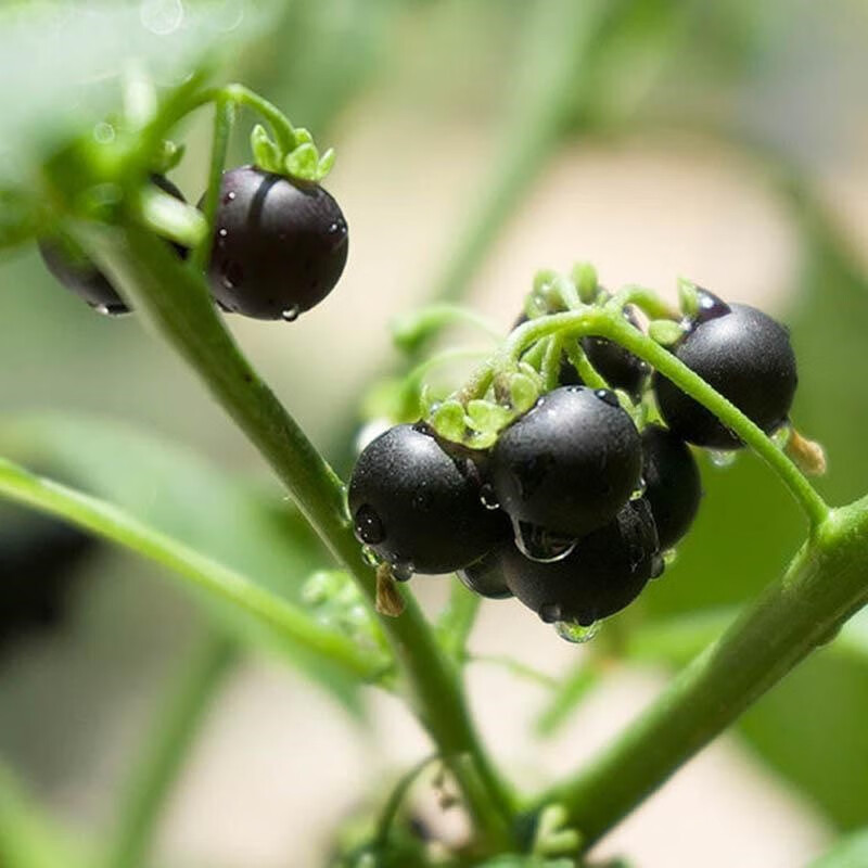 恬女神新鲜龙葵果 黑悠悠 黑呦呦 黑星星 天茄子果 250g【图片 价格