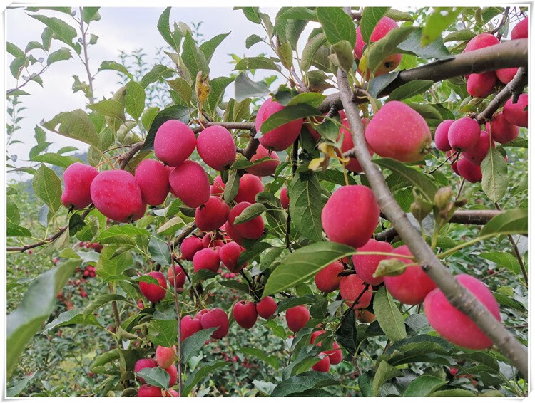 东北沙果 海棠果新鲜水果孕妇可吃酸甜小苹果花红鸡心果 5斤