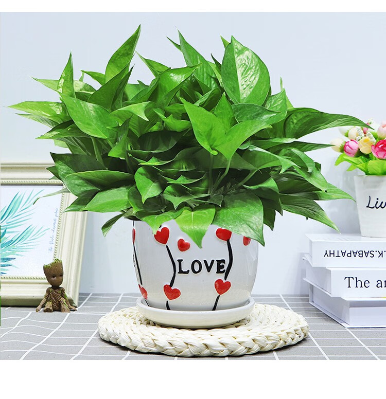 绿萝盆栽特色陶瓷盆室内精品绿植花卉盆景吸甲醛四季常绿绿箩吸水盆
