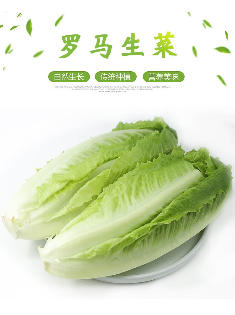 包心罗马生菜新鲜蔬菜即食沙拉菜绿叶菜西餐食材罗纹生菜2500g精选