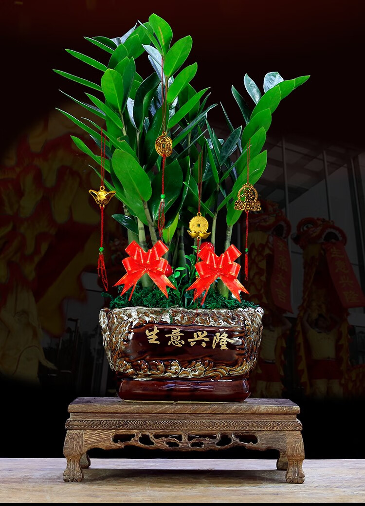 金钱树盆栽植物室内客厅桌面办公室绿植花卉摇钱树摆件乔迁开业送礼四