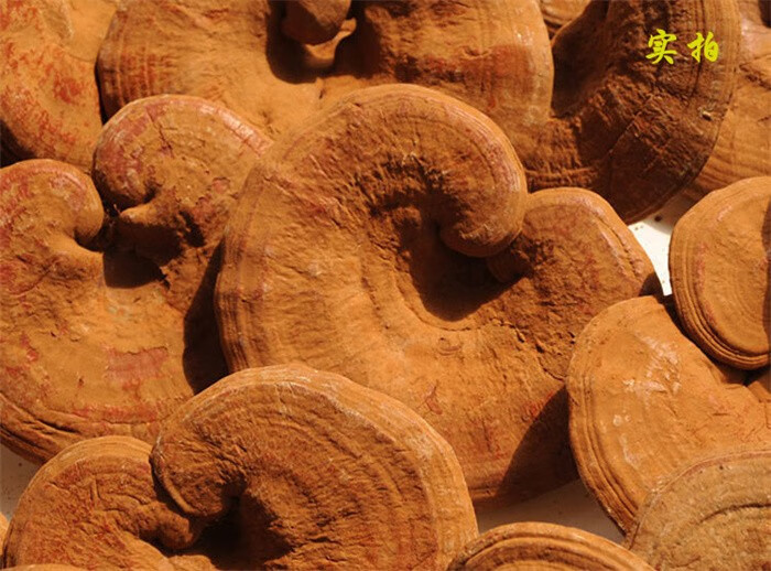 灵芝长白山赤灵芝整朵整枝林芝泡酒煲汤泡水单支装约4050g单支装约40