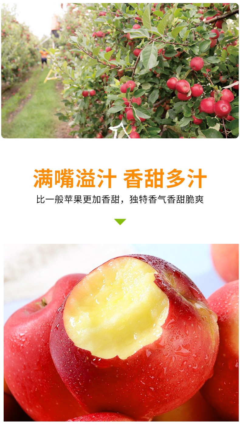 新西兰进口rockit乐琪苹果火箭筒苹果试管小苹果孕妇水果单筒205g八筒