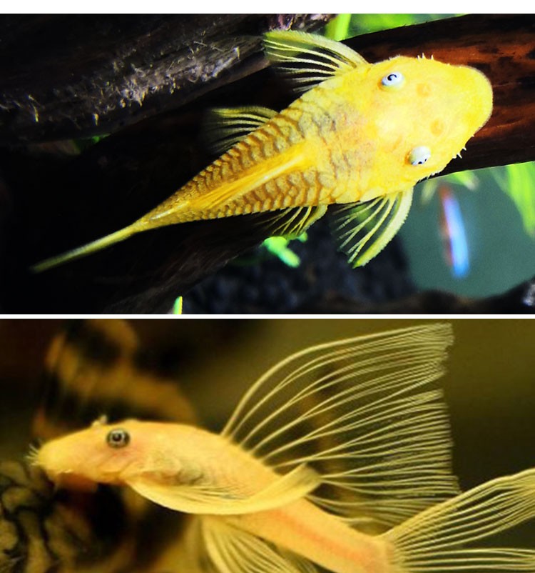 黄金蓝眼胡子女王大帆种鱼热带鱼异形除藻工具清道夫淡水鱼活体 黄金