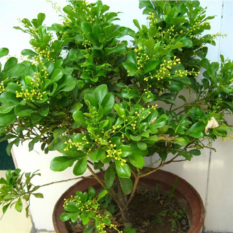 米兰花阳台常青植物盆栽室外庭院绿植带花浓香花卉别墅客厅好养植物