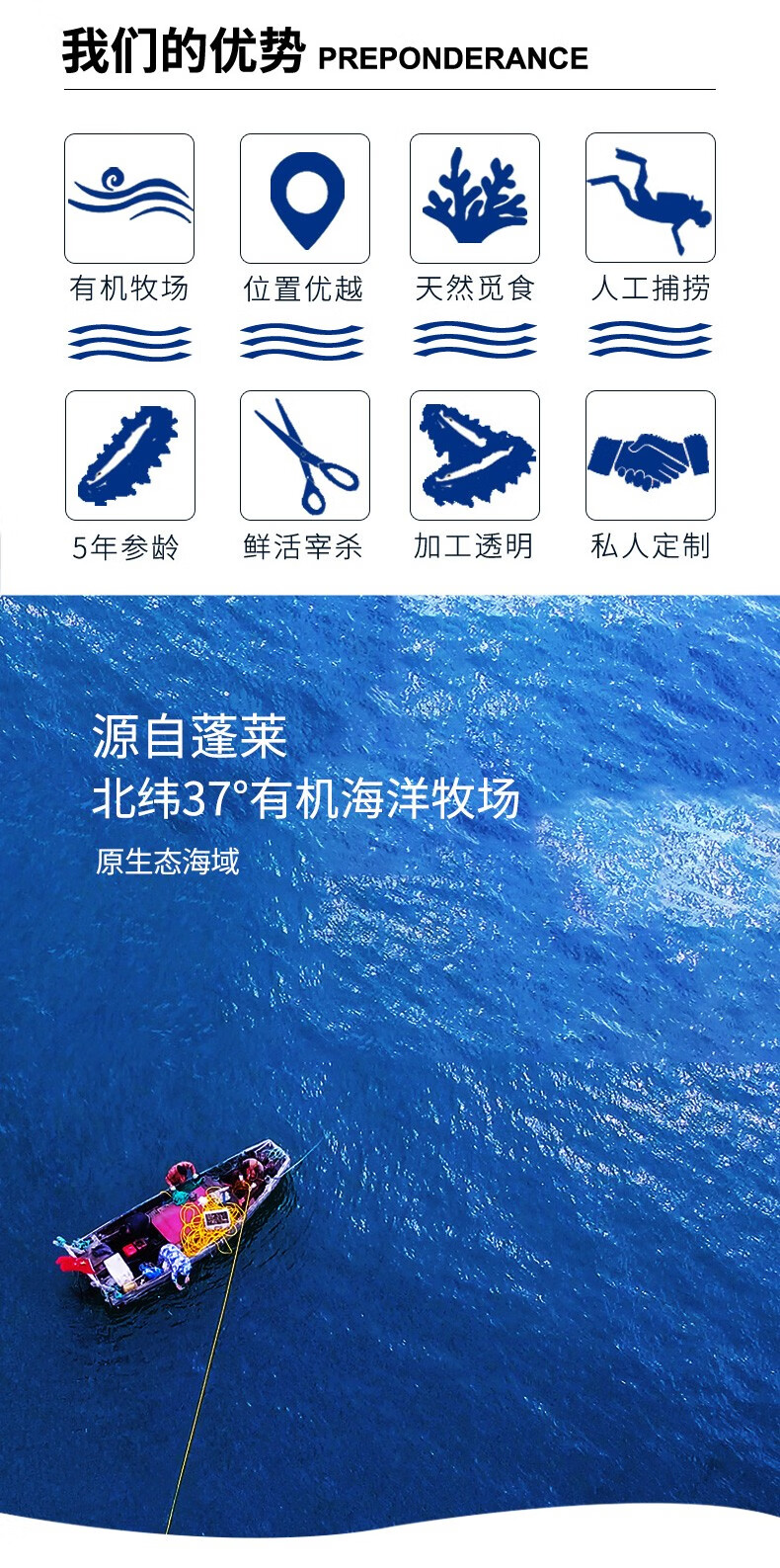 尚八仙海参干货淡干海参500g有机海洋牧场人工采捕礼盒40头到50头