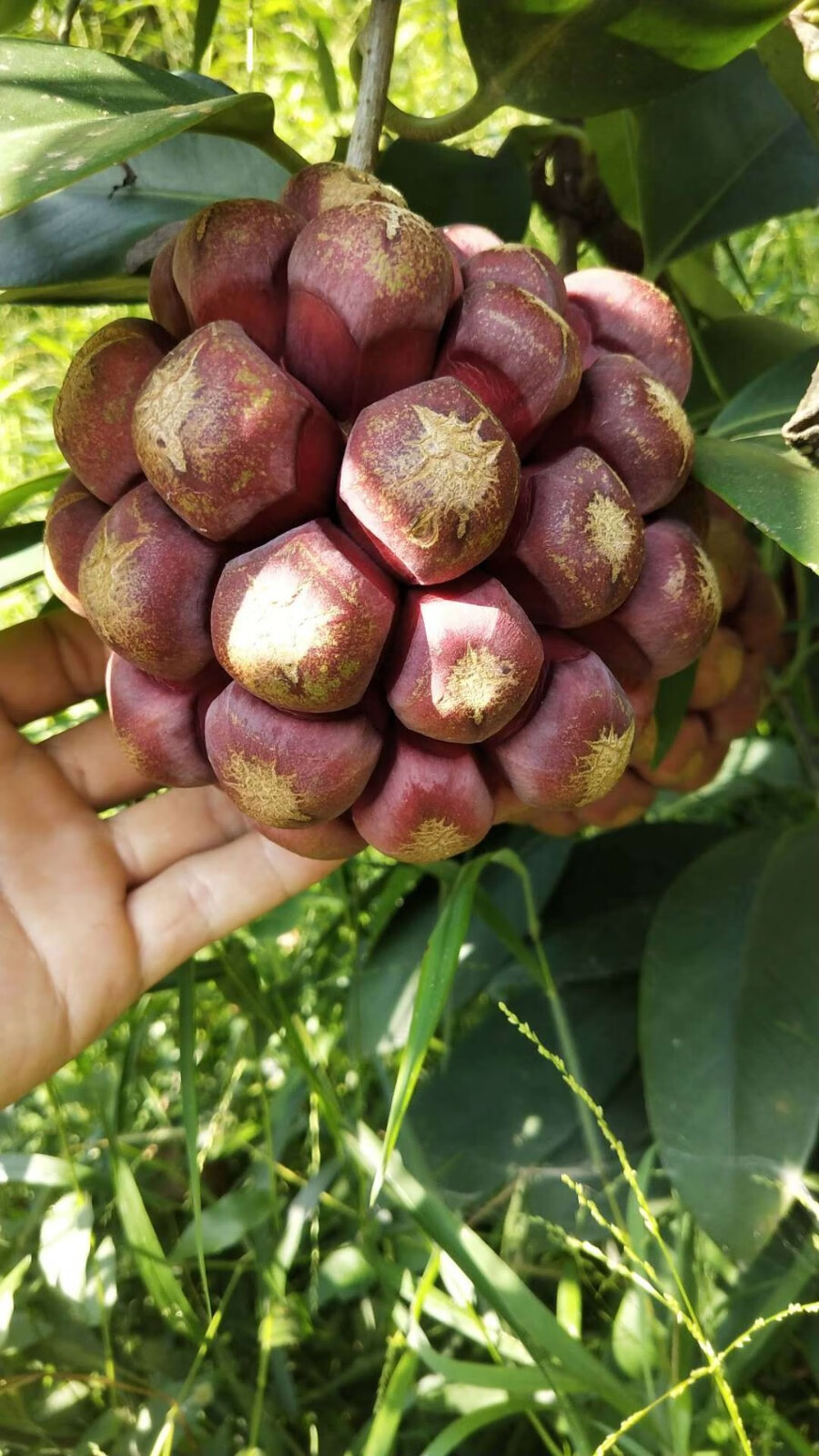 黑老虎布福娜果血藤果新鲜布福娜野生大血藤果实长寿果稀有罕见恶魔