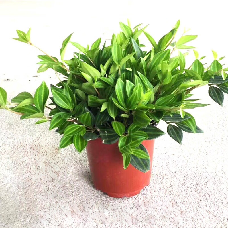 钻石翡翠吊兰盆栽 小绿植室内观叶植物绿翡翠绿植室内花卉 懒人盆 含