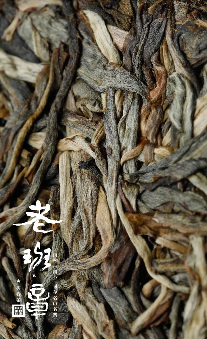 高货珍藏雨林古树茶普洱茶2021年老班章生茶100g