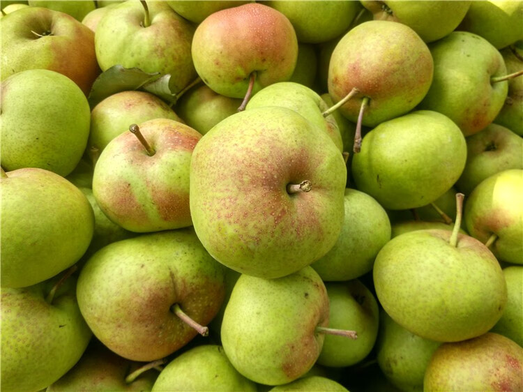 延边新鲜苹果梨 正宗东北吉林苹果梨 延边延吉新鲜大脆梨脆甜多汁现摘