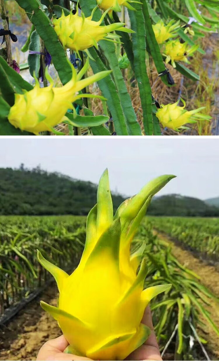 双拼礼盒装黄色火龙果新品种广东黄龙果无刺白心蜜果燕窝果当季新鲜