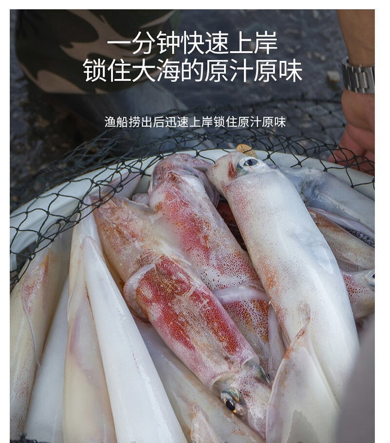 渔都港手钓长大管鱿鱼深海捕捞红鱿活冻枪乌贼超大号笔管墨斗海兔烧烤