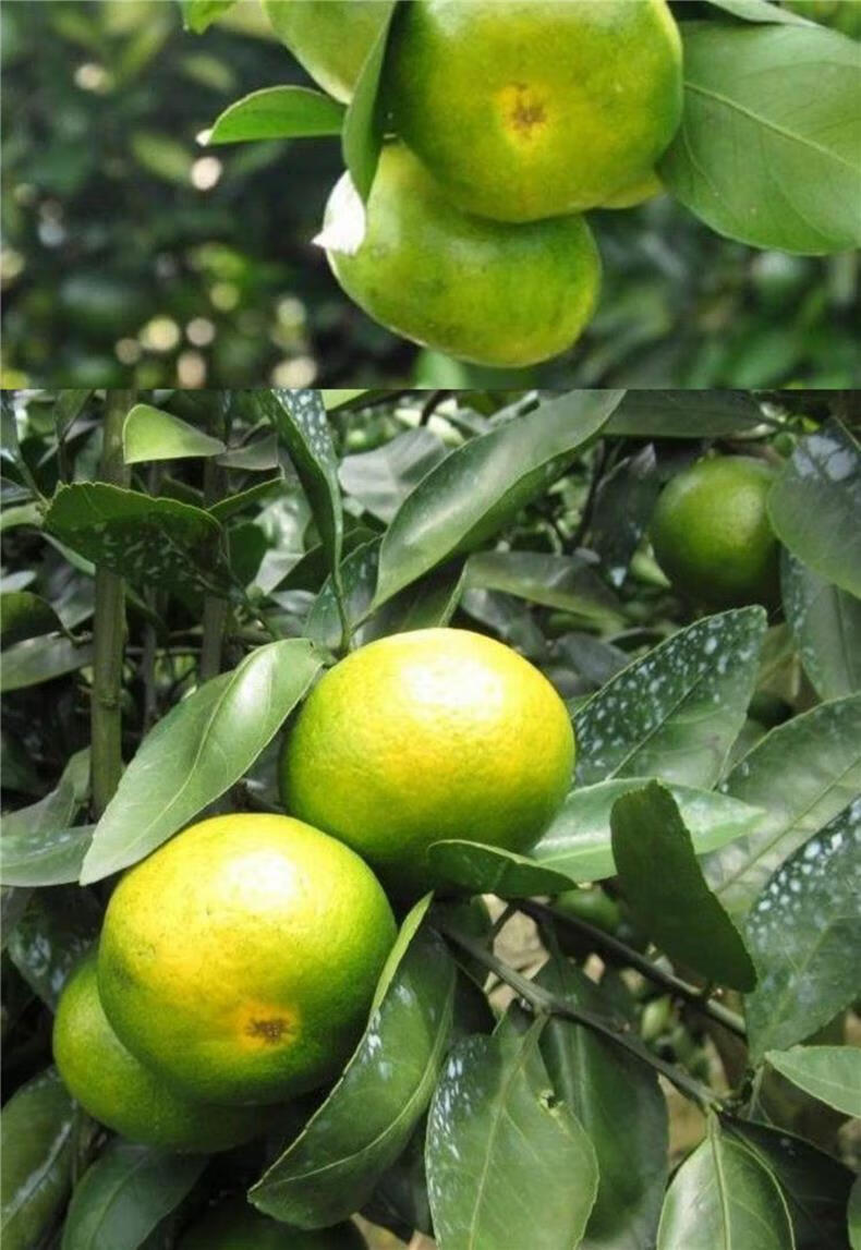 新品种青皮蜜桔苗日南一号桔苗早熟青柑橘苗嫁接无核蜜桔子树苗3年苗