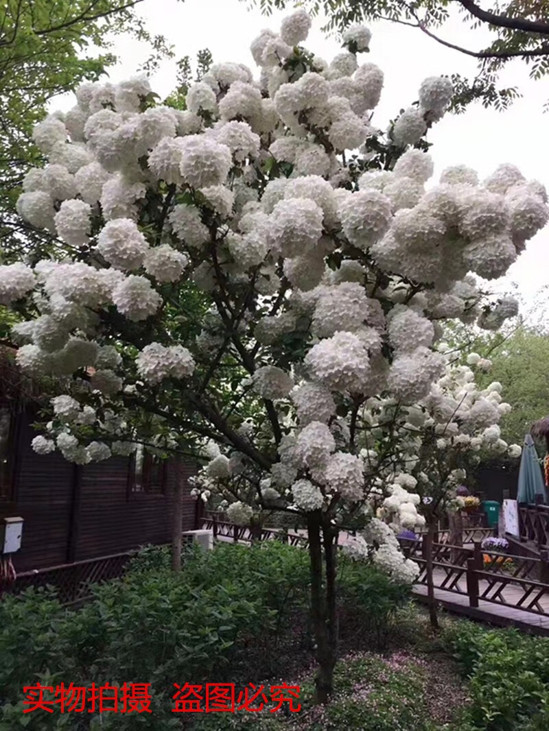 中华木绣球绣球花琼花中华白麻球庭院树苗木本绣球花中华大花斗球中华