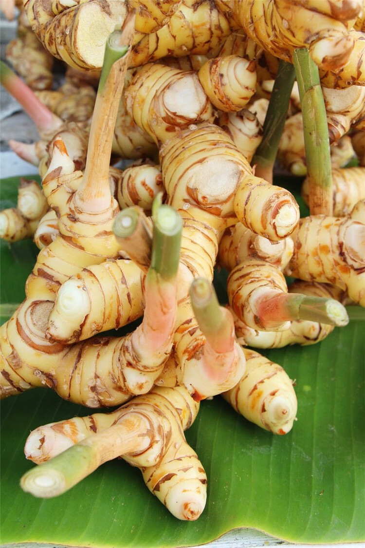 【顺丰】白皮南姜 新鲜南姜 高良姜 冬阴功汤冬荫