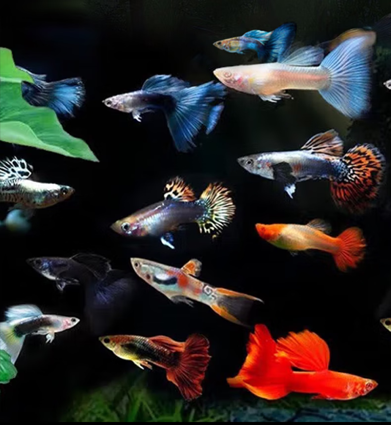 美人雾孔雀鱼观赏鱼活体凤尾鱼活体小型热带鱼活体活鱼七彩蕾丝2对23