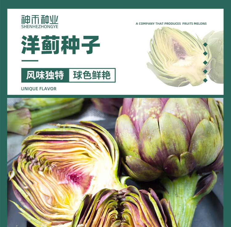 神禾 洋蓟种子朝鲜蓟蔬菜种籽 紫色朝鲜蓟种子 10粒×5包【图片 价格