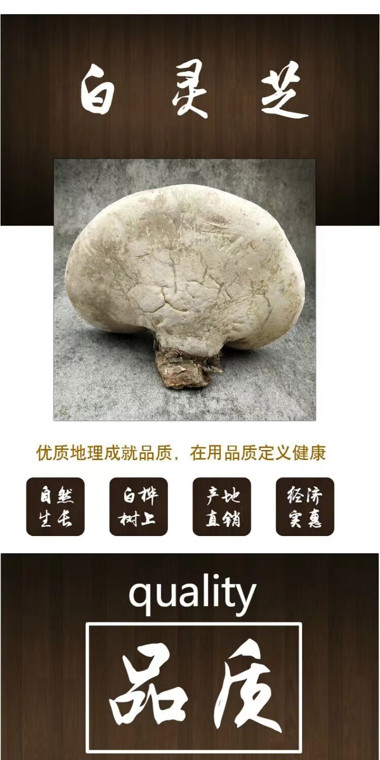 煜树白灵芝林下白林芝长白山灵芝白林芝玉芝可切片