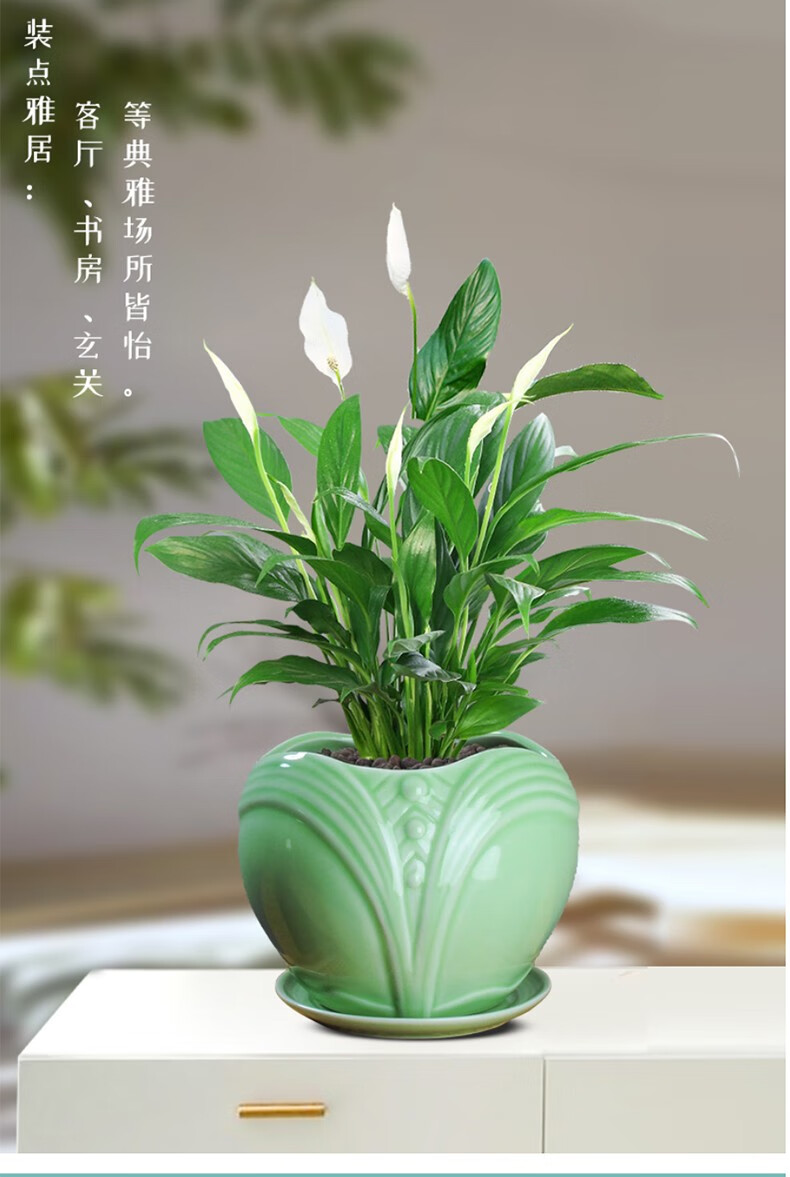 快递白掌盆栽一帆风顺植物室内客厅办公室桌面绿植净化空气花卉小盆景