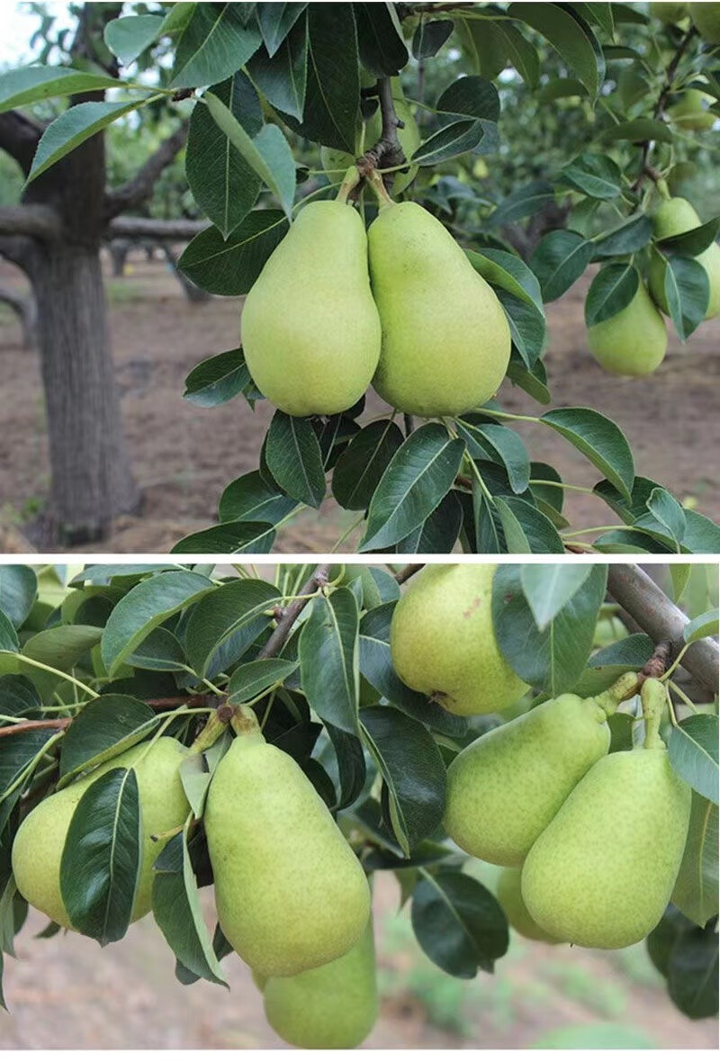 太婆梨山东新鲜水果老婆梨 9斤【图片 价格 品牌 报价】-京东