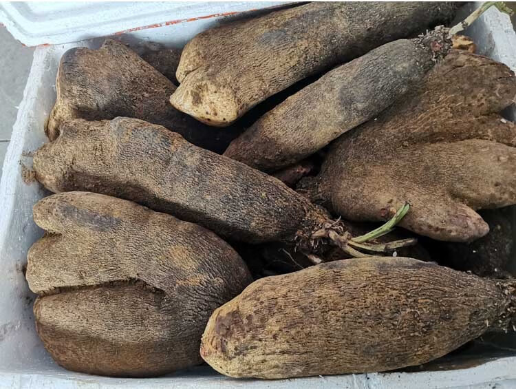 江西脚板薯 白色大薯 毛薯农家新鲜蔬菜 5斤【图片 价格 品牌 报价】