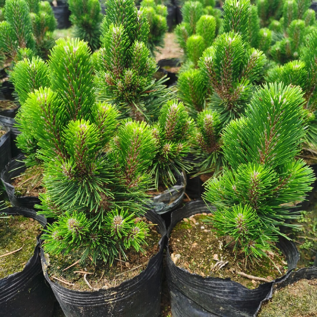 千寿丸日本短针黑松盆景矮霸底盘嫁接造型松树小千寿苗 三河黑松 嫁接