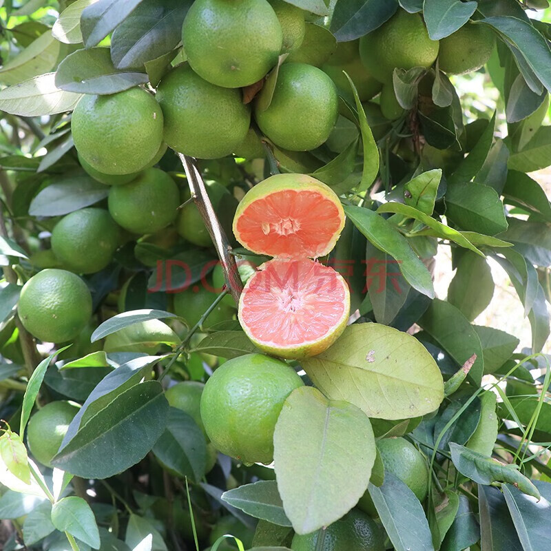 柠檬树苗 阳台 庭院植物 南方北方种植 果树苗 盆栽地栽当年结果 青皮
