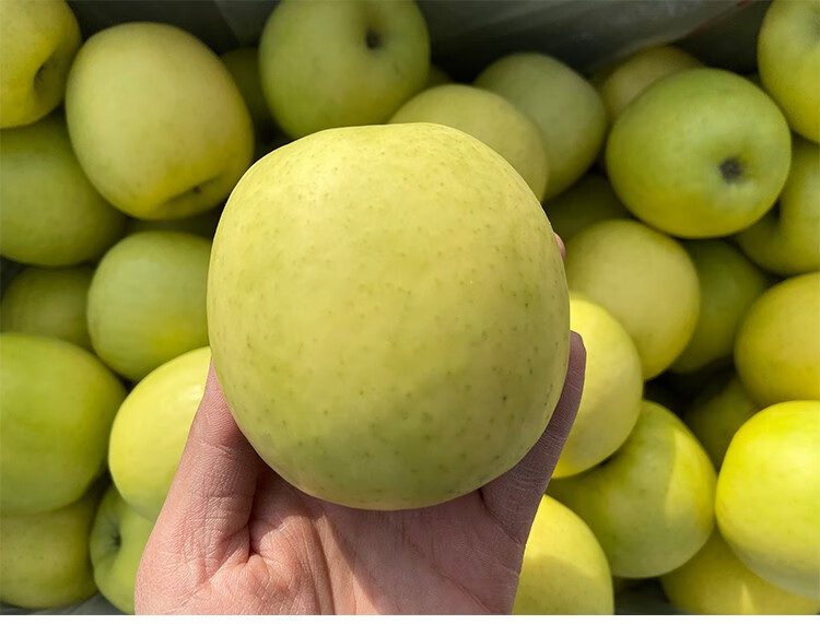 高端礼盒装陕西白水新品种瑞雪苹果脆甜陕西苹果富士苹果大果礼盒装