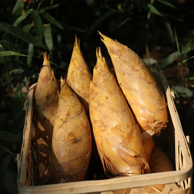 新鲜冬笋现挖浙江临安天目山野生毛竹笋春笋正宗鲜笋黄泥笋5斤精选装