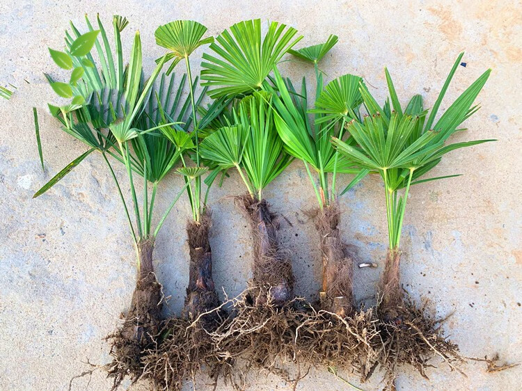 棕榈树苗棕树苗盆栽棕榈苗扇子树苗别墅绿化苗木庭院四季常青植物棕高