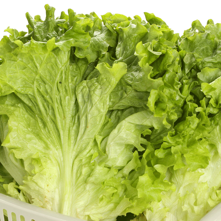 【顺丰】新鲜罗莎绿生菜 绿叶生菜绿毛花边生菜 绿萝莎 沙拉菜 250g