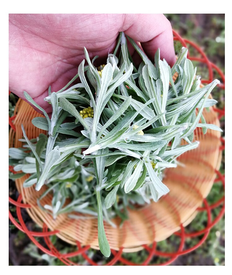 (现挖现发)新鲜鼠曲草 清明草 艾草 田艾棉菜 佛耳草 绒毛草 黄蒿水曲