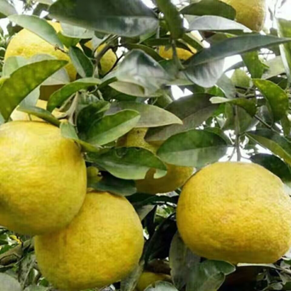 酸爽多汁湖北酸抛柑臭皮柑抛柑新鲜孕妇黄皮水果酸泡柑湖南酸柑子现摘