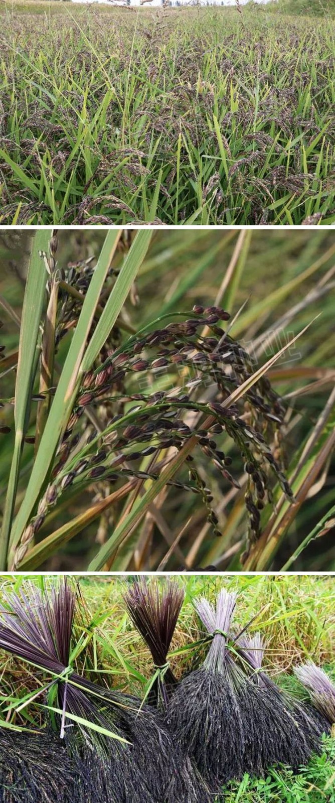 正宗黑糯米种子黑谷种籽黑稻谷水稻种孑糯米黑谷米黑米高产易种黑糯米