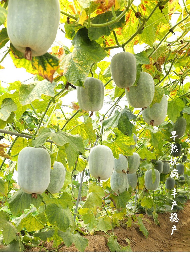 寿禾一串铃冬瓜种子良种籽北方寿禾一串铃8号种子10克袋单株结瓜36个