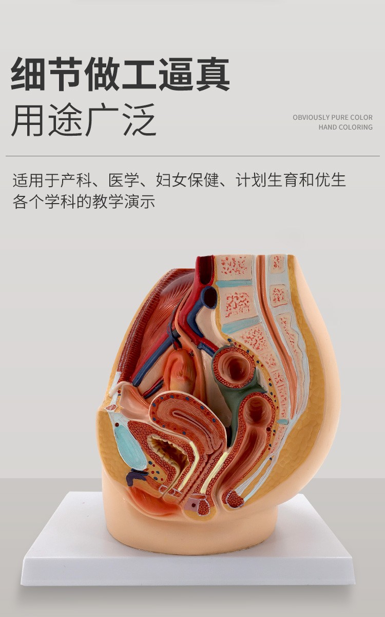 教学仿真女盆腔模型女性泌尿生殖系统标本正中矢状切计生模型盆腔矢状