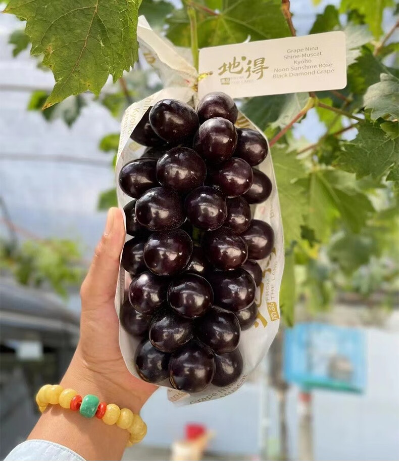 媚调【玫瑰女王-空运直达】阳光黑玫瑰晴王葡萄新鲜无籽当季整箱中秋