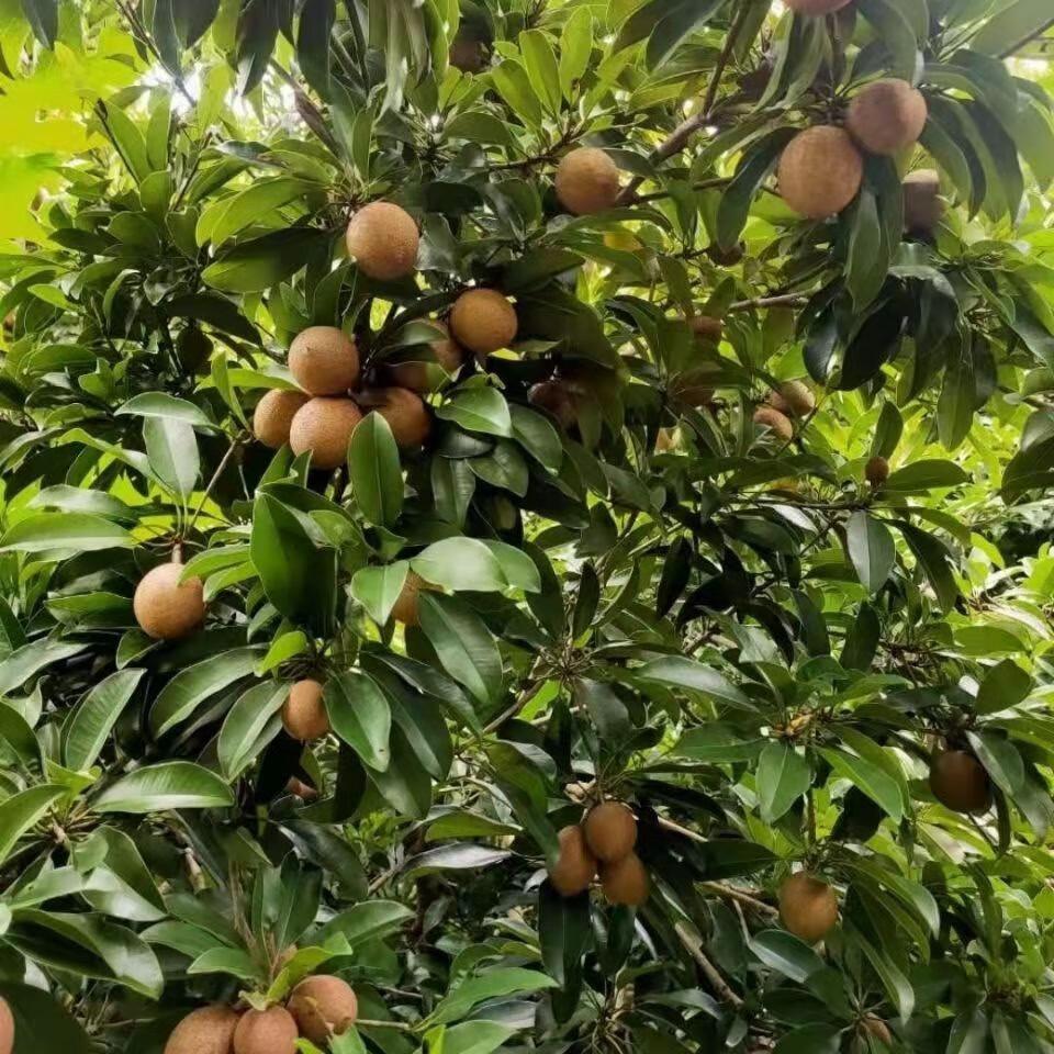 特大果超甜海南人心果孕妇人参果仙人果三亚当应季新鲜水果热带水果超