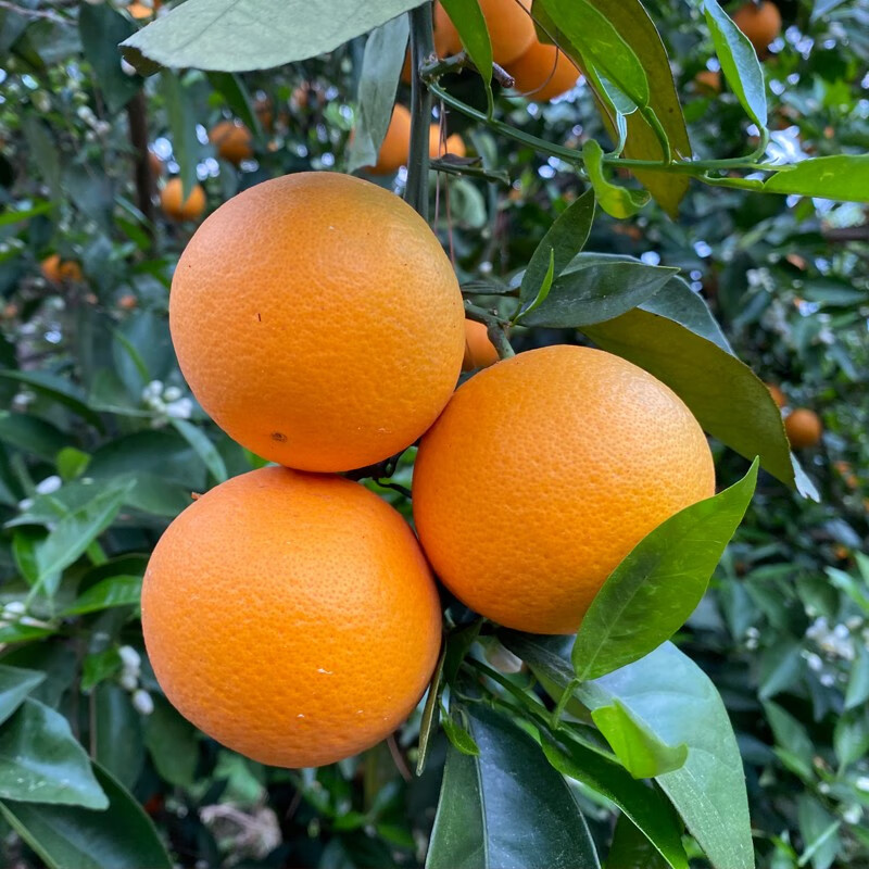 青樱红荔精选大果广西桂林高山夏橙脐橙酸甜新鲜橙子水果孕妇应季现摘