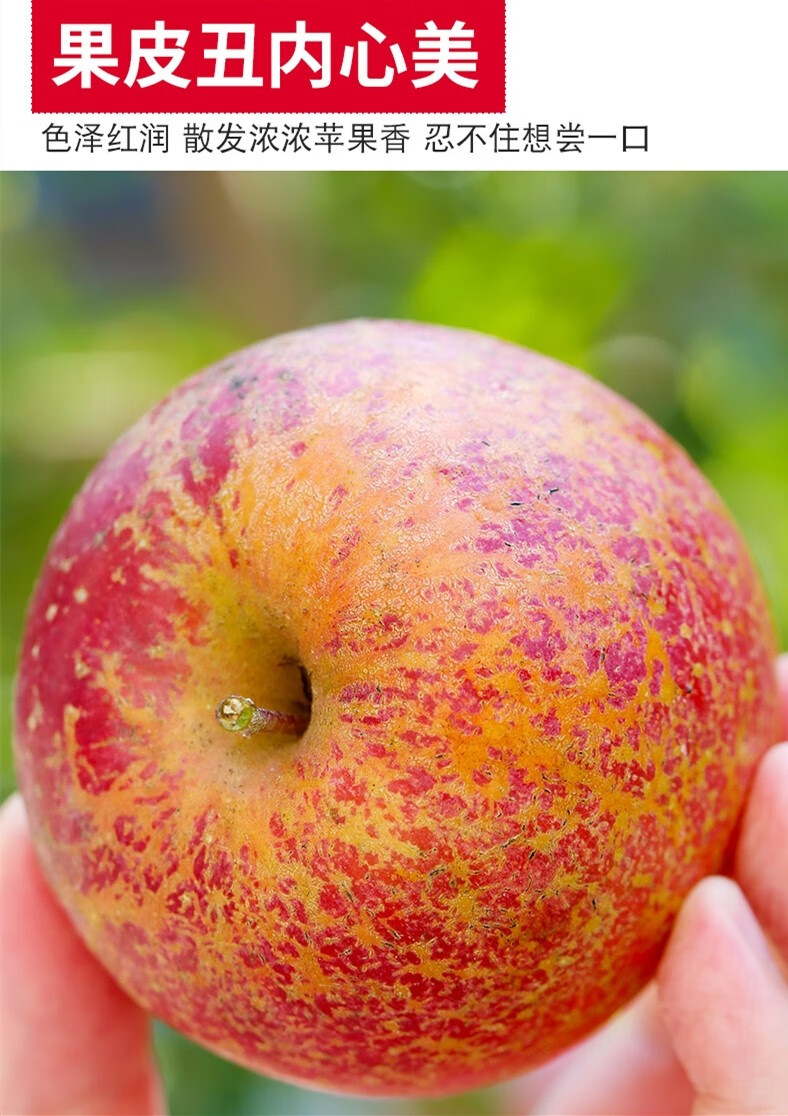 大凉山冰糖心丑苹果高端节日礼盒新鲜当季现摘水果四川脆甜冰糖心苹果