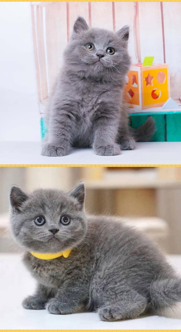 英短蓝猫幼猫宠物猫活体小奶猫英国短毛猫活物异国短尾猫英短猫咪幼崽