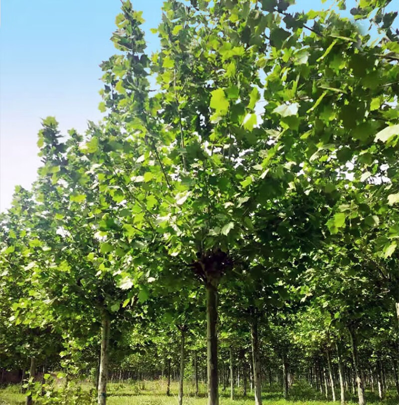 法国梧桐树树苗大树庭院风景树行道园林绿化苗木南方种植青桐法桐