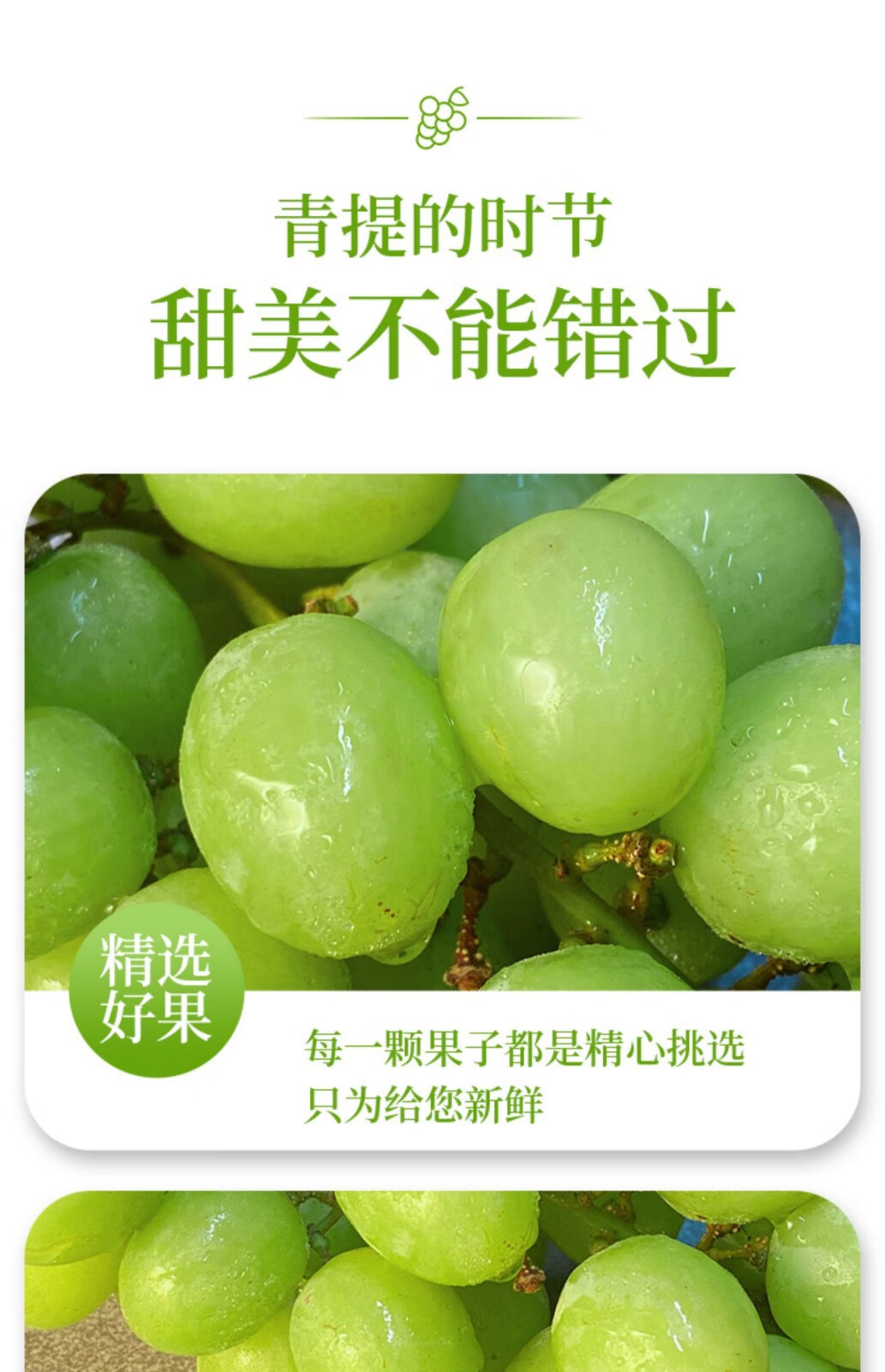 秘鲁青提葡萄清甜脆无籽提子当季新鲜时令孕妇水果2斤