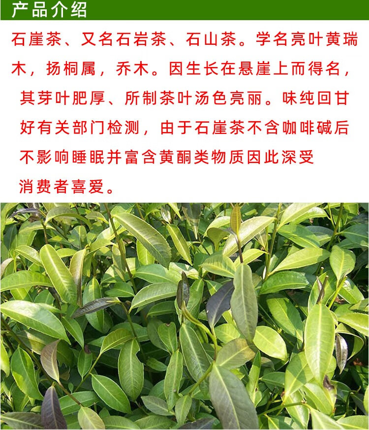 袋装2021新茶广西昭平特产野生石崖茶250g石岩高山炒青农家传统毛尖