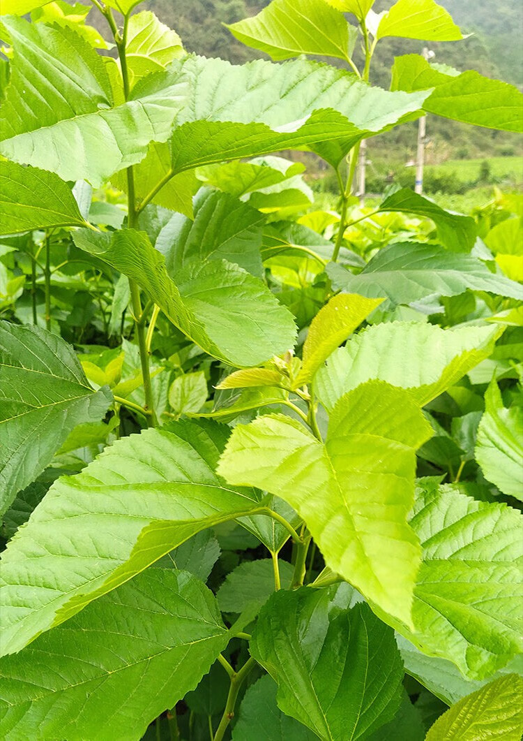 煜楷桑叶新鲜蚕桑喂蚕嫩桑叶蚕叶蚕虫食物蚕宝宝叶桑树叶现摘大量新鲜