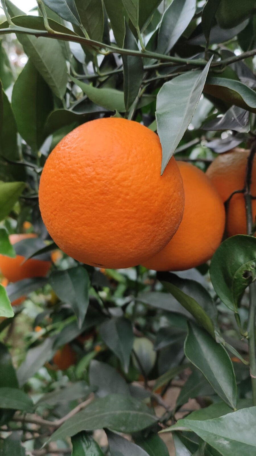 精选大果正宗桂林高山夏橙脐橙酸甜新鲜橙子水果孕妇应季现摘整箱70mm