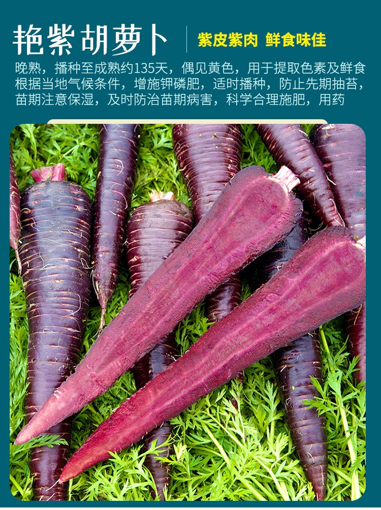 农之子 紫色胡萝卜种子彩色紫皮胡萝卜种籽 艳紫(紫色胡萝卜)种子100