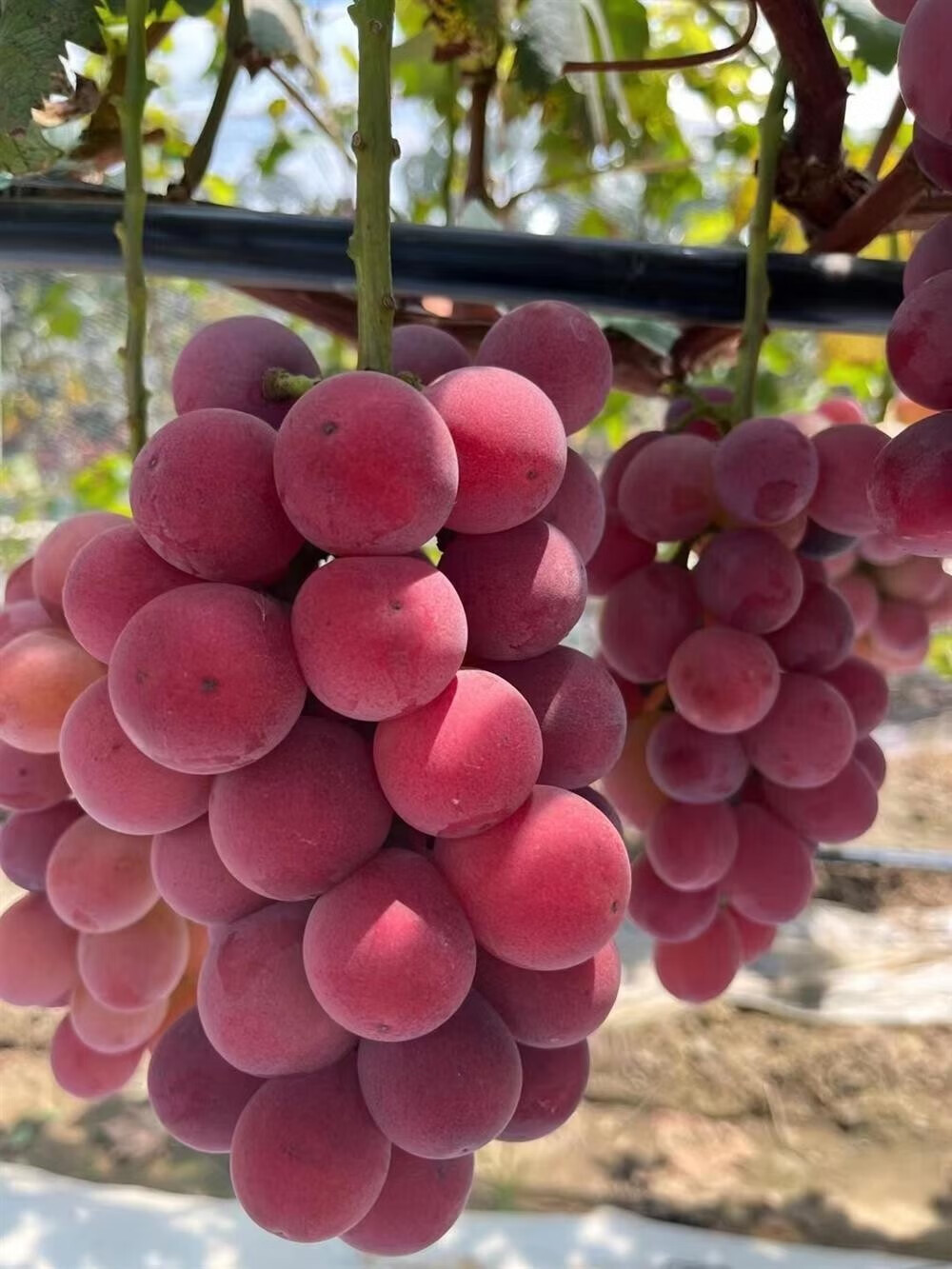 【顺丰空运到家】现货妮娜皇后葡萄无籽当季新鲜红提水果葡萄红酒香当